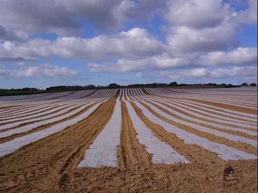  Plastic mulching